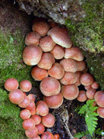 Naematoloma sublateritium, mass of young developing fruiting bodies. 